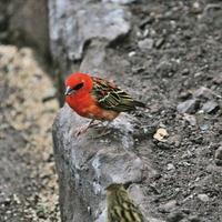 un' Visualizza di un' uccello foto