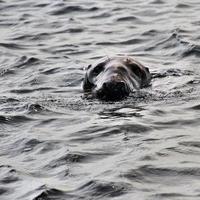 un' Visualizza di un' foca via il costa di il isola di uomo foto