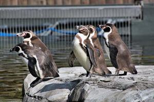 un' Visualizza di un' pinguino foto