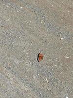 farfalla seduta su un asfalto strada principale in il distanza foto