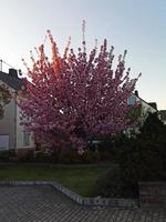 fioritura sakura su un' città strada nel Germania. foto