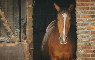 ritratto di bellissimo Marrone cavallo guardare su di mattone stabile foto