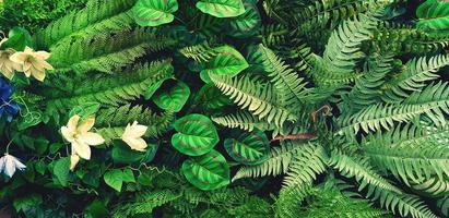 verde pianta rampicante pianta, felce, orchidea, vite o edera e le foglie parete per sfondo nel Vintage ▾ tono. naturale sfondo o natura modello. freschezza stagione nel freddo tono stile foto