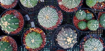 vista dall'alto di molti cactus verdi con ghiaia in vaso di fiori bianco e nero sul cesto. disposizione piatta della pianta naturale e del concetto di crescita foto