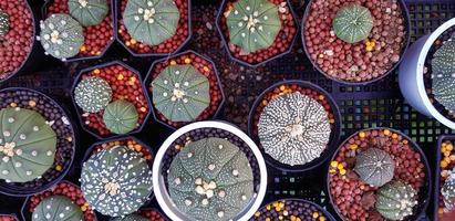 vista dall'alto di molti cactus verdi con ghiaia in vaso di fiori bianco e nero sul cesto. disposizione piatta della pianta naturale e del concetto di crescita foto