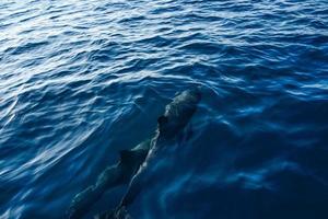 vicino su delfino subacqueo nel oceano foto