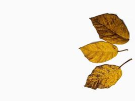 tre frutta di autunno le foglie isolato su un' bianca sfondo. sfondo concetto di natura e autunno foto