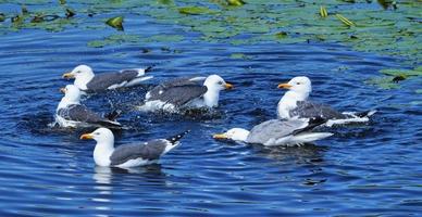 gabbiano reale europeo su Helgoland foto