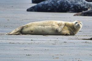 foca grigia su Helgoland foto