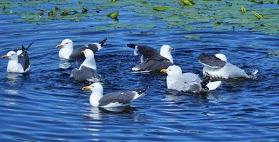 gabbiano reale europeo su Helgoland foto