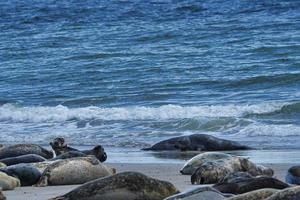foca grigia sulla spiaggia di Helgoland - duna dell'isola foto