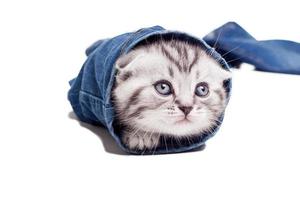 giocoso gattino. giocoso Scozzese piegare gattino guardare su di il pantalone-gamba di il jeans foto