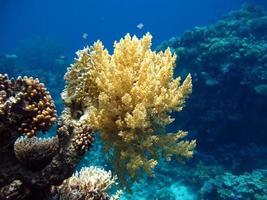 bellissime barriere coralline del Mar Rosso. foto