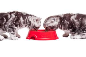 ricaricare loro energia. Due poco gattini mangiare gatto cibo a partire dal il uno ciotola mentre seduta nel davanti di ogni altro foto