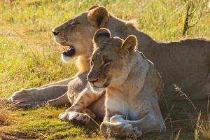 coppia di leoni africani (panthera leo)