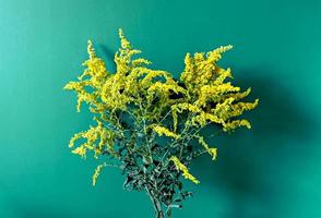 un' mazzo di asciutto mimosa fiori su un' blu verde sfondo. giallo secco fiori foto