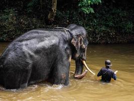 un' custode Accompagnando un elefante per sua bagnarsi individuare nel il fiume foto