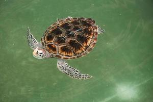 verde tartaruga o chelonia mydas nuoto sopra il acqua. foto