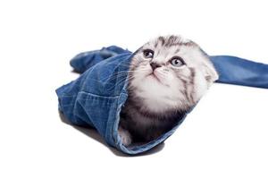 esplorando nuovo posti. giocoso Scozzese piegare gattino guardare su di il pantalone-gamba di il jeans foto