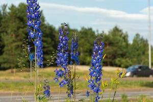 blu delfinio fiori su il sfondo di un' bicicletta sentiero e un' autostrada con passaggio ciclisti e macchine, un urbano paesaggio foto