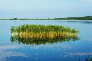 foresta lago, blu acqua, isola di erba, estate natura foto