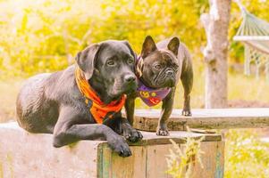 un' labrador cane da riporto cane nel un arancia Halloween bandana e un' francese bulldog nel un' bandana. Due cani. foto