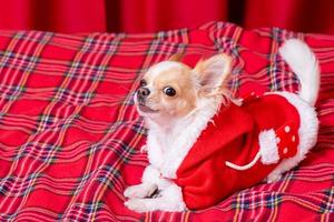 un' mini chihuahua cane nel Babbo Natale Abiti bugie su un' rosso scacchi lenzuolo. dai capelli lunghi chihuahua. foto
