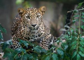 Leopardo dello Sri Lanka foto