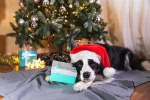 divertente carino cucciolo cane confine collie indossare Natale costume rosso Santa Claus cappello con regalo scatola dire bugie giù vicino Natale albero a casa interno. preparazione per vacanza. contento allegro Natale concetto. foto