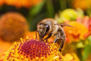 l'ape mellifera ricoperta di polline giallo beve il nettare, fiore impollinatore. sfondo floreale naturale ispiratore del giardino fiorito primaverile o estivo. vita di insetti, macro estrema primo piano fuoco selettivo foto