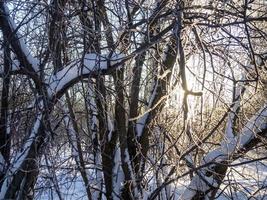 boschetto di città parco a tramonto nel inverno. un' lotto di alberi. foresta nel inverno. foto