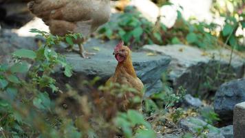 il domestico pollo Visualizza nel il cortile nel Cina foto