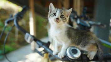 il carino poco gatto giocando nel il cortile foto