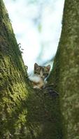 Due carino poco gatti arrampicata su su il albero per riposo foto