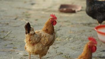 il domestico pollo Visualizza nel il cortile nel Cina foto