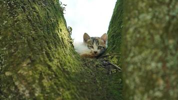 Due carino poco gatti arrampicata su su il albero per riposo foto