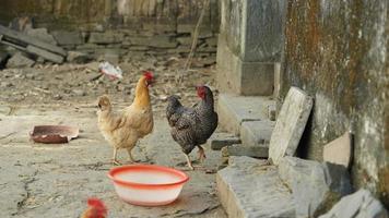 il domestico pollo Visualizza nel il cortile nel Cina foto