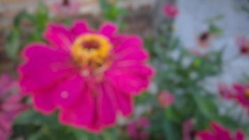 sfocata rosso fiore zinnia violacea fioritura su giardino natura sfondo primavera mattina tiro foto