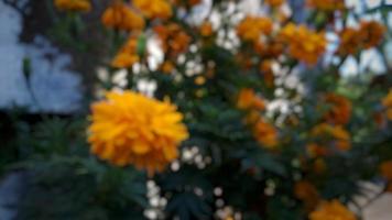 sfocata vicino su di giallo calendula fioritura all'aperto fioritura nel il giardino accanto il Casa primavera mattina foto