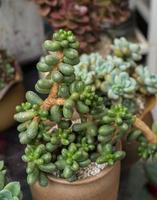 piante succulente in miniatura