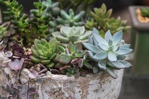 piante succulente in miniatura