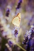 bella farfalla seduta su piante di lavanda foto
