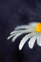 macro artistica del fiore della margherita bagnata, ama la natura, sfocata, minimalista foto