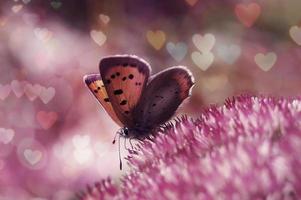 farfalla di San Valentino - bokeh multicolore del cuore