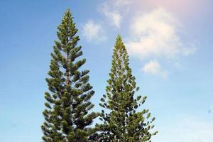 corallo scogliera araucaria, norfolk isola pino è un ornamentale pianta, ramificato su in strati bellissimo verde le foglie il baldacchino è non grande adatto per in crescita nel pentole e piantato nel il giardino. foto