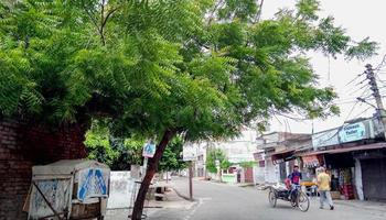 fortuna ora, dicembre 2020. uomo guida un' risciò su il strada nel il mattina, neem albero su il lato nel fortuna ora foto