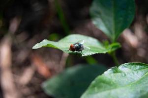 piccolo volare arroccato su il foglia foto