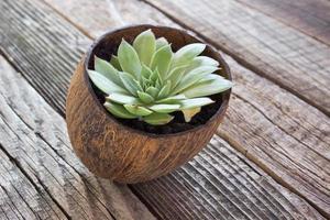 pianta semprevivo (sempervivum) in vaso di cocco sullo sfondo di legno foto