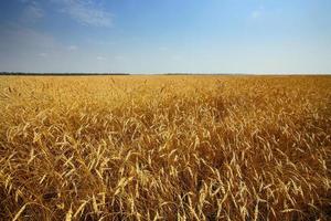 campo di grano dorato foto