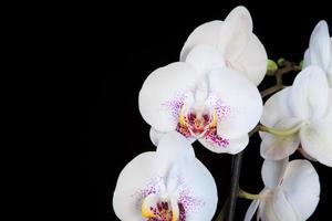 orchidee blüten mit pinken punkten foto